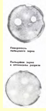 Смородина черная (Ribes nigrum L)-пыльцевые зерна Смородина черная (Ribes nigrum L)-пыльцевые зерна